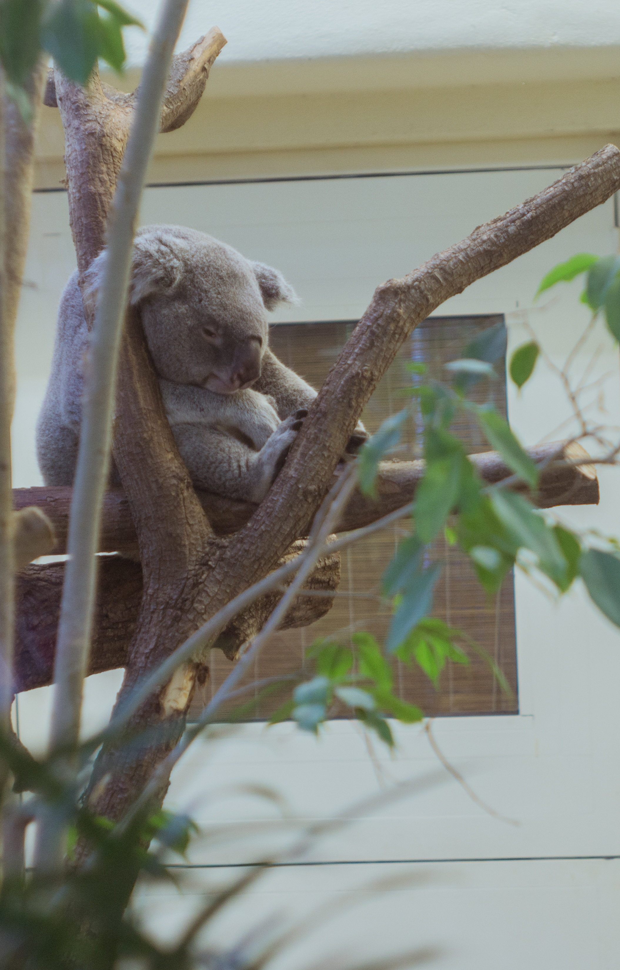 Koala (1 of 1)